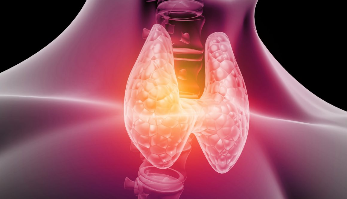 Human thyroid anatomy. 3d illustration